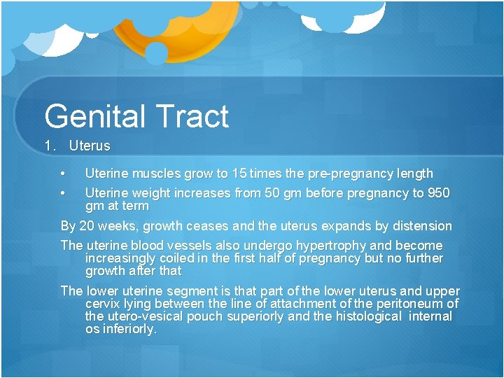 Genital Tract 1. Uterus • • Uterine muscles grow to 15 times the pre-pregnancy