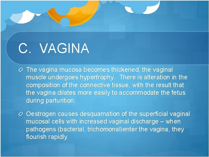 C. VAGINA The vagina mucosa becomes thickened, the vaginal muscle undergoes hypertrophy. There is