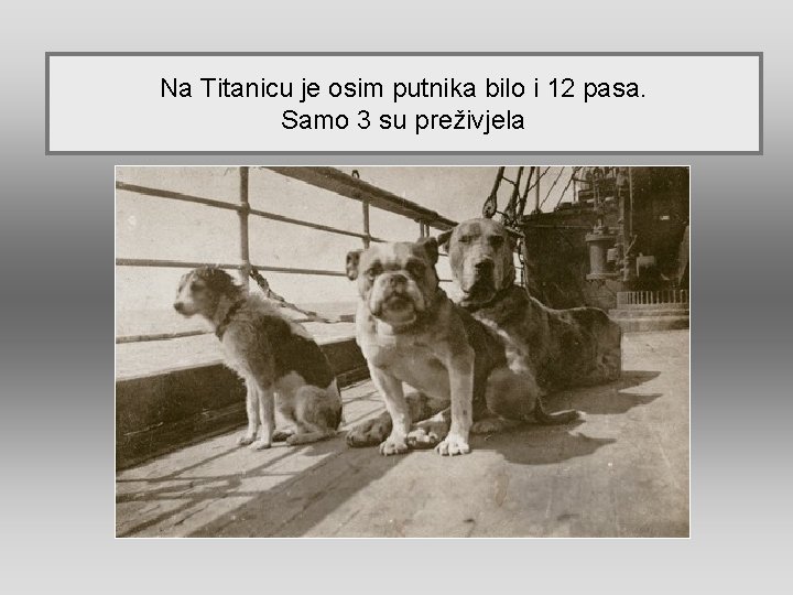 Na Titanicu je osim putnika bilo i 12 pasa. Samo 3 su preživjela 