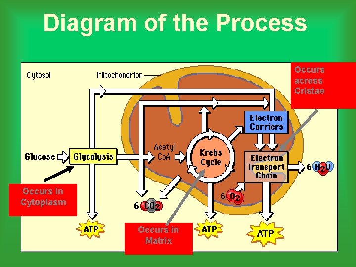 Diagram of the Process Occurs across Cristae Occurs in Cytoplasm Occurs in Matrix 