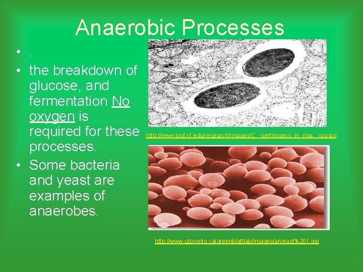 Anaerobic Processes • . • the breakdown of glucose, and fermentation No oxygen is