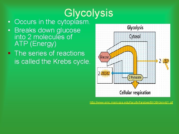 Glycolysis • Occurs in the cytoplasm. • Breaks down glucose into 2 molecules of