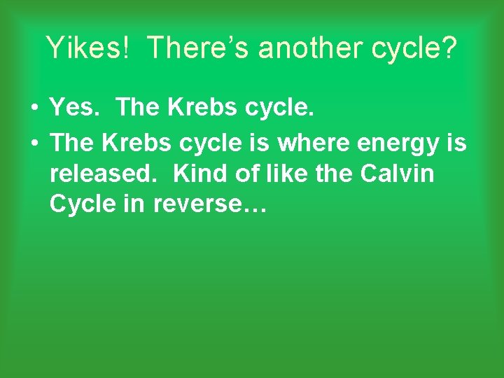 Yikes! There’s another cycle? • Yes. The Krebs cycle. • The Krebs cycle is