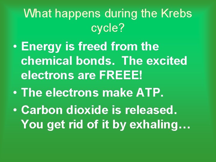 What happens during the Krebs cycle? • Energy is freed from the chemical bonds.