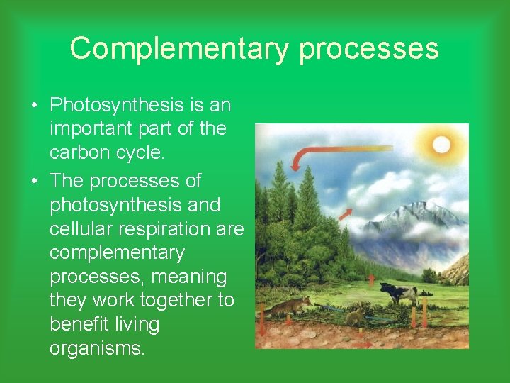 Complementary processes • Photosynthesis is an important part of the carbon cycle. • The