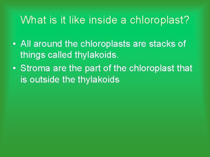 What is it like inside a chloroplast? • All around the chloroplasts are stacks