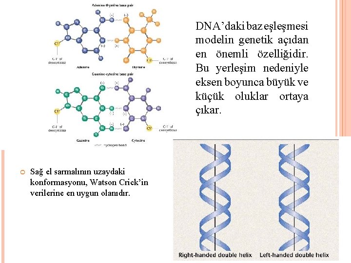 DNA’daki baz eşleşmesi modelin genetik açıdan en önemli özelliğidir. Bu yerleşim nedeniyle eksen boyunca