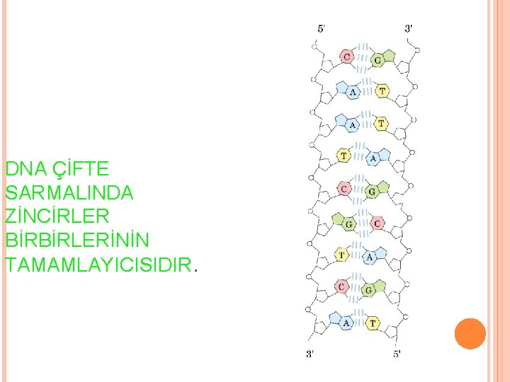 DNA ÇİFTE SARMALINDA ZİNCİRLER BİRBİRLERİNİN TAMAMLAYICISIDIR. 