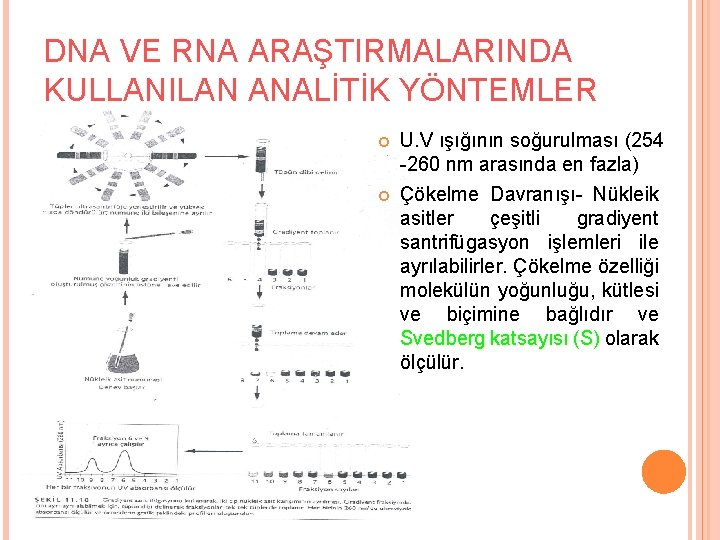 DNA VE RNA ARAŞTIRMALARINDA KULLANILAN ANALİTİK YÖNTEMLER U. V ışığının soğurulması (254 -260 nm