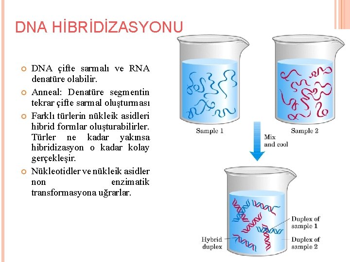 DNA HİBRİDİZASYONU DNA çifte sarmalı ve RNA denatüre olabilir. Anneal: Denatüre segmentin tekrar çifte