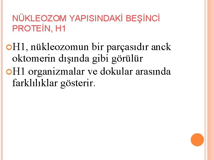 NÜKLEOZOM YAPISINDAKİ BEŞİNCİ PROTEİN, H 1, nükleozomun bir parçasıdır anck oktomerin dışında gibi görülür