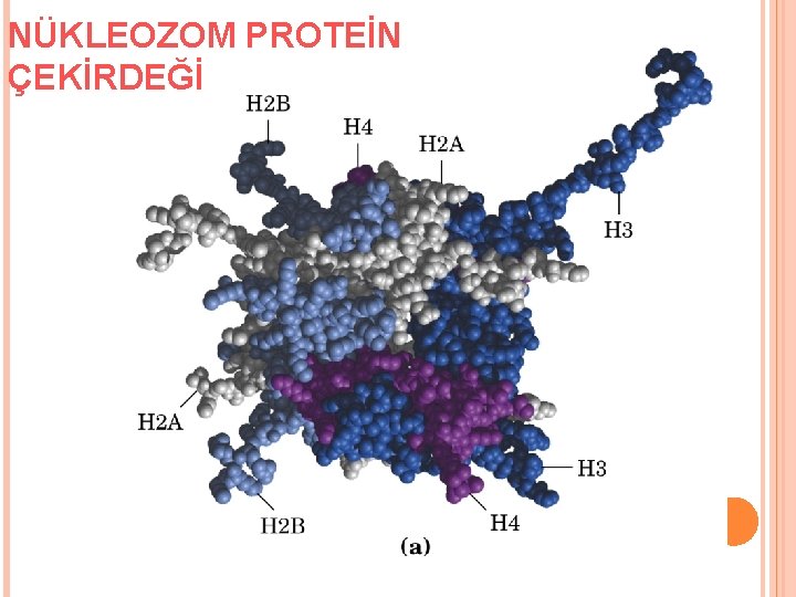 NÜKLEOZOM PROTEİN ÇEKİRDEĞİ 