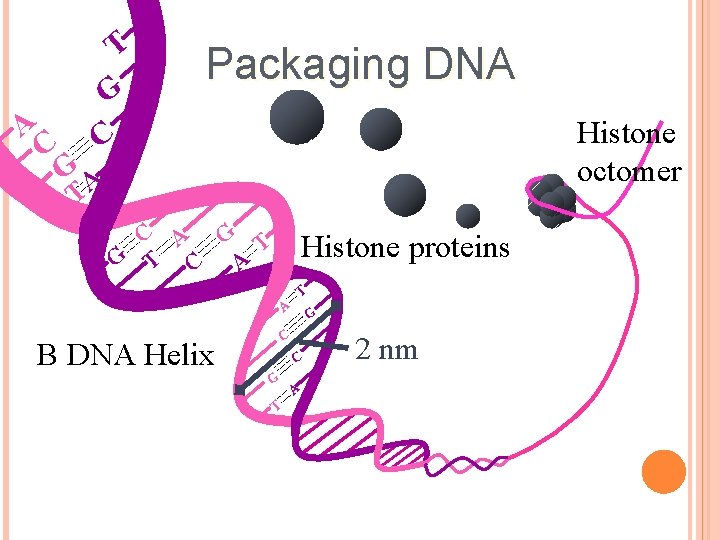 A C T G C Packaging DNA Histone octomer GA T C A G