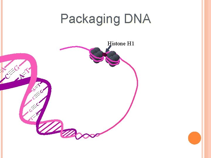 Packaging DNA Histone H 1 A G T C A T A G C