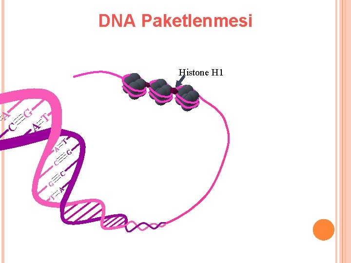 DNA Paketlenmesi Histone H 1 A G T C A T A G C