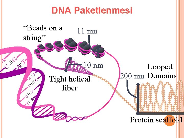 DNA Paketlenmesi “Beads on a string” A G T C A 11 nm 30