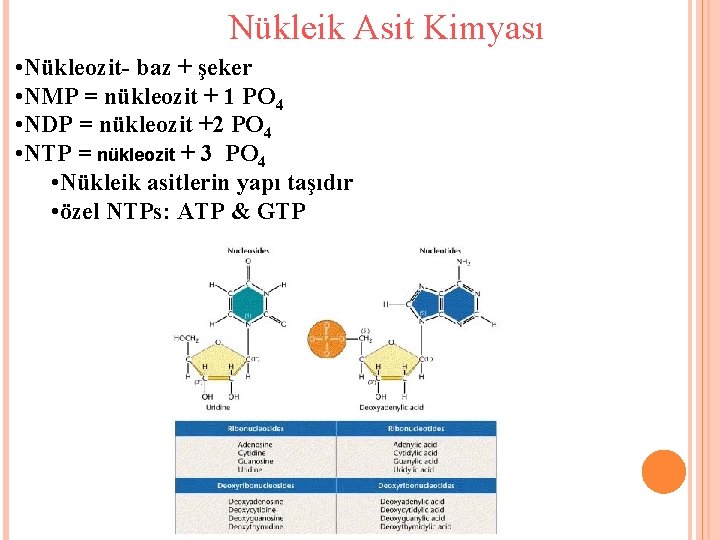 Nükleik Asit Kimyası • Nükleozit- baz + şeker • NMP = nükleozit + 1