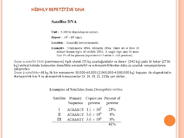 HİGHLY REPETİTİVE DNA İnsan a satellit DNA (centromeric) tipik olarak 171 bç uzunluğundadır ve