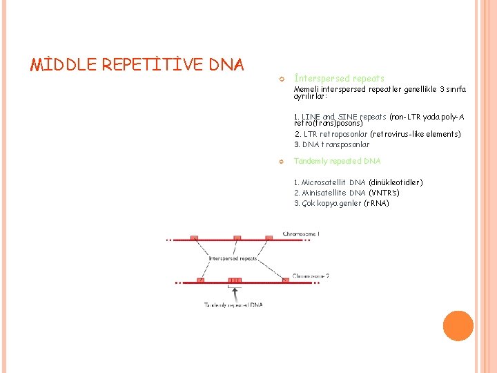 MİDDLE REPETİTİVE DNA İnterspersed repeats Memeli interspersed repeatler genellikle 3 sınıfa ayrılırlar: 1. LINE