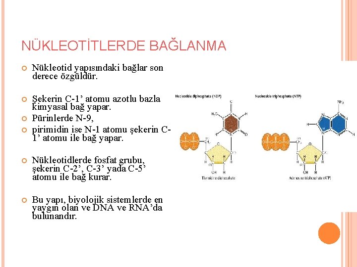 NÜKLEOTİTLERDE BAĞLANMA Nükleotid yapısındaki bağlar son derece özgüldür. Şekerin C-1’ atomu azotlu bazla kimyasal