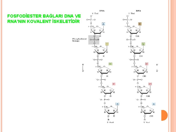 FOSFODİESTER BAĞLARI DNA VE RNA’NIN KOVALENT İSKELETİDİR 