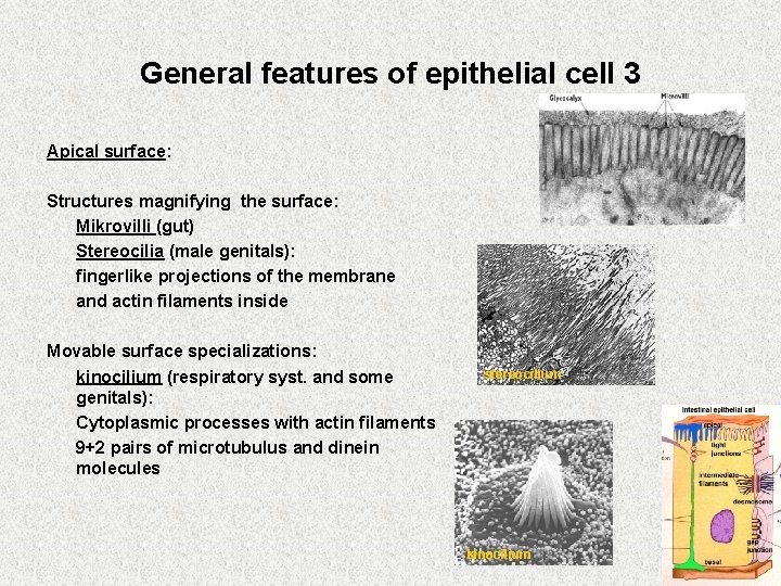 General features of epithelial cell 3 Apical surface: Structures magnifying the surface: Mikrovilli (gut)