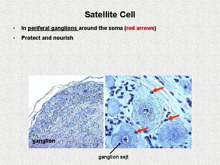 Satellite Cell • In periferal ganglions around the soma (red arrows) • Protect and