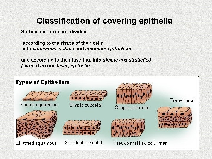Classification of covering epithelia Surface epithelia are divided according to the shape of their