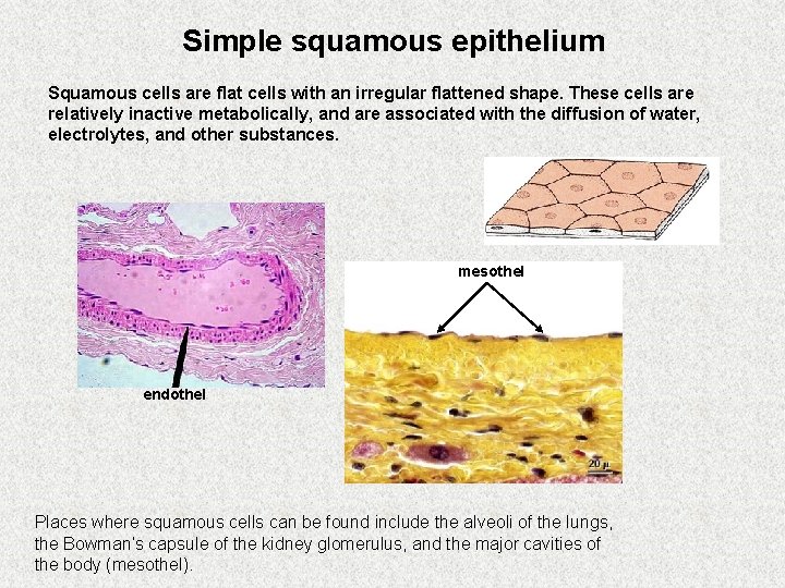 Simple squamous epithelium Squamous cells are flat cells with an irregular flattened shape. These
