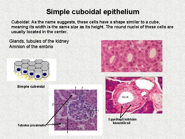 Simple cuboidal epithelium Cuboidal: As the name suggests, these cells have a shape similar