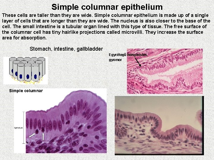 Simple columnar epithelium These cells are taller than they are wide. Simple columnar epithelium