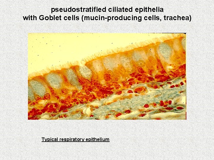 pseudostratified ciliated epithelia with Goblet cells (mucin-producing cells, trachea) Typical respiratory epithelium 