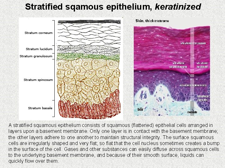 Stratified sqamous epithelium, keratinized bőr A stratified squamous epithelium consists of squamous (flattened) epithelial