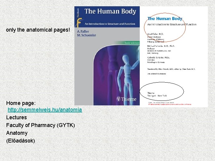 only the anatomical pages! Home page: http: //semmelweis. hu/anatomia Lectures Faculty of Pharmacy (GYTK)