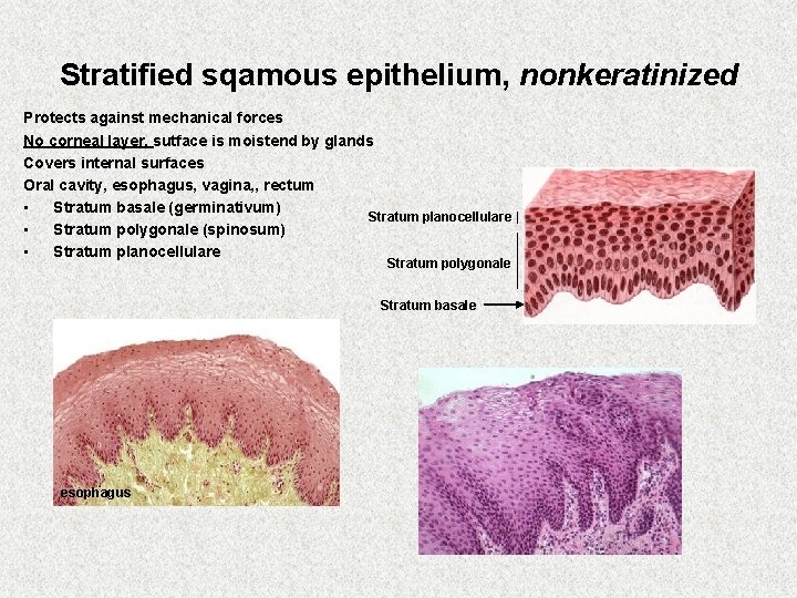 Stratified sqamous epithelium, nonkeratinized Protects against mechanical forces No corneal layer, sutface is moistend