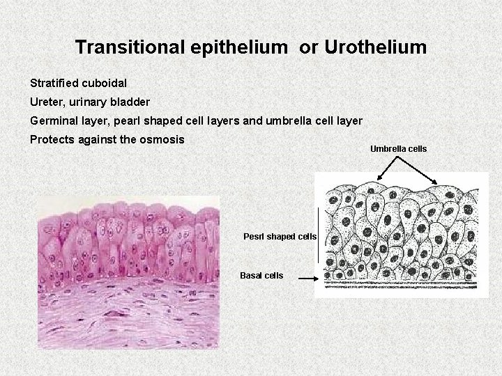Transitional epithelium or Urothelium Stratified cuboidal Ureter, urinary bladder Germinal layer, pearl shaped cell