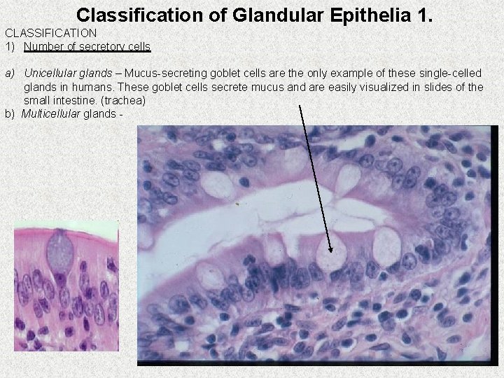 Classification of Glandular Epithelia 1. CLASSIFICATION 1) Number of secretory cells a) Unicellular glands