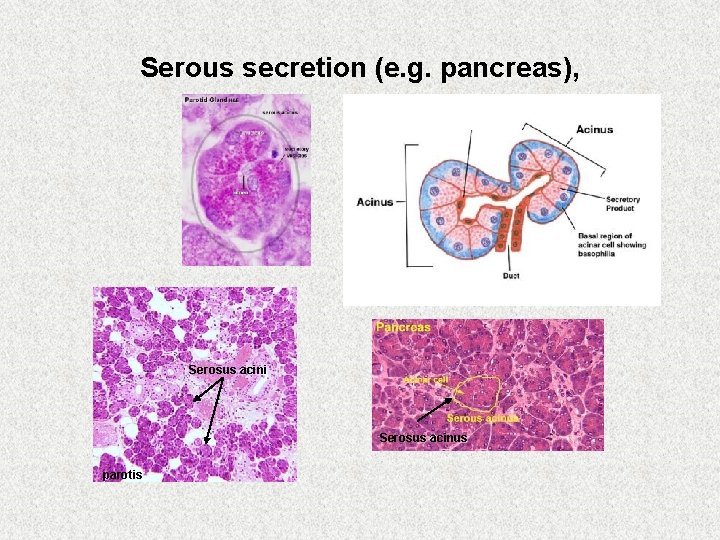 Serous secretion (e. g. pancreas), Serosus acini Serosus acinus parotis 