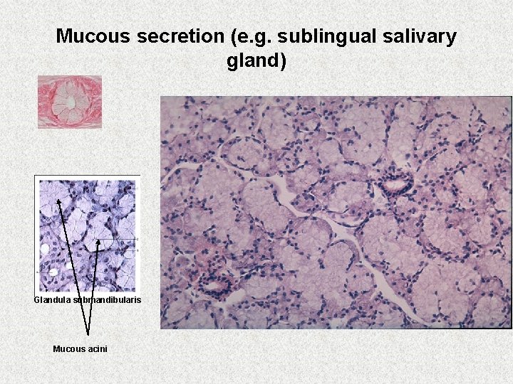 Mucous secretion (e. g. sublingual salivary gland) Glandula submandibularis Mucous acini 