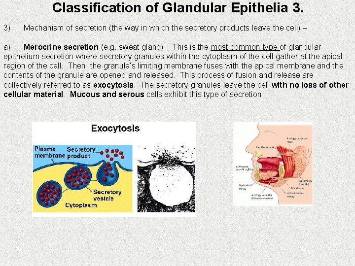 Classification of Glandular Epithelia 3. 3) Mechanism of secretion (the way in which the