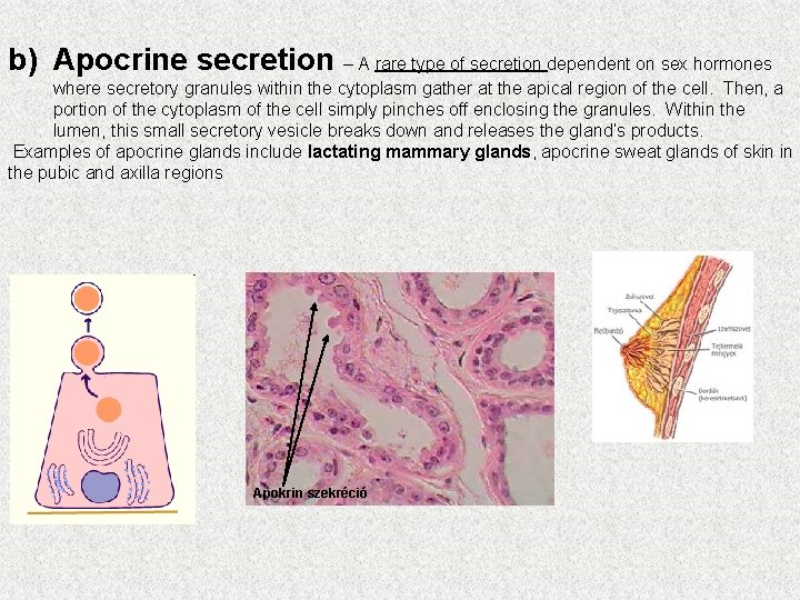 b) Apocrine secretion – A rare type of secretion dependent on sex hormones where