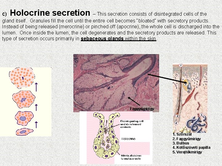 c) Holocrine secretion – This secretion consists of disintegrated cells of the gland itself.