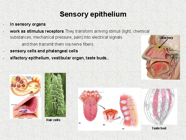 Sensory epithelium - In sensory organs - work as stimulus receptors. They transform arriving