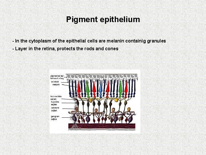 Pigment epithelium - In the cytoplasm of the epithelial cells are melanin containig granules