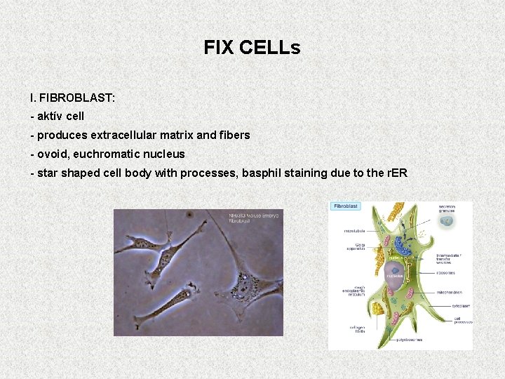 FIX CELLs I. FIBROBLAST: - aktív cell - produces extracellular matrix and fibers -