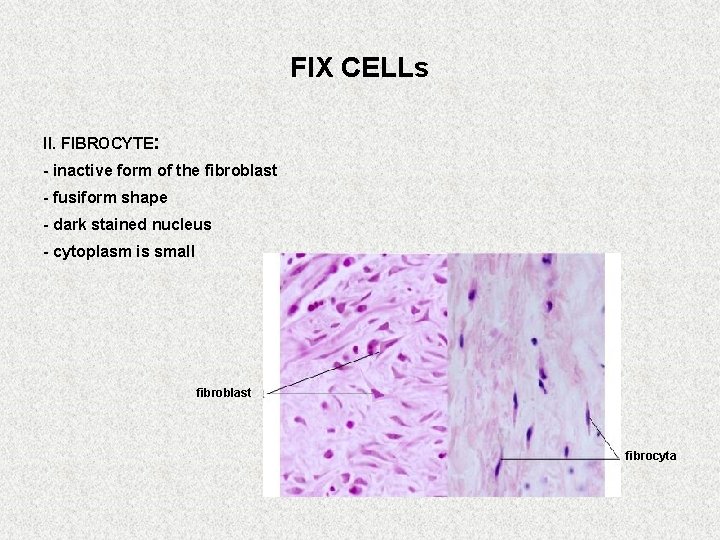 FIX CELLs II. FIBROCYTE: - inactive form of the fibroblast - fusiform shape -