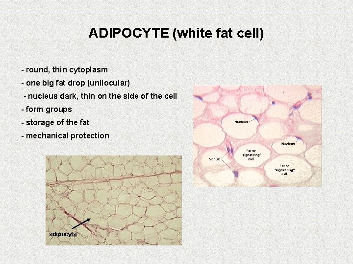 ADIPOCYTE (white fat cell) - round, thin cytoplasm - one big fat drop (unilocular)