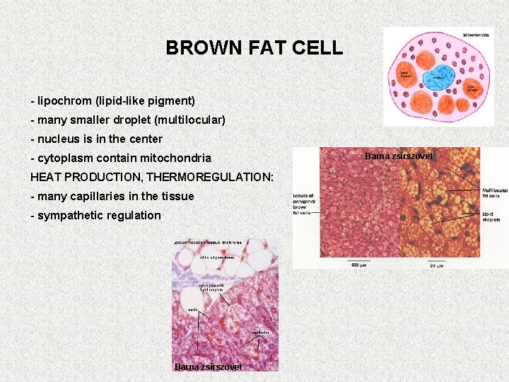 BROWN FAT CELL - lipochrom (lipid-like pigment) - many smaller droplet (multilocular) - nucleus