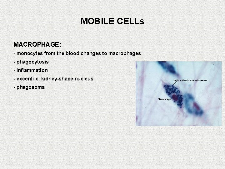MOBILE CELLs MACROPHAGE: - monocytes from the blood changes to macrophages - phagocytosis -