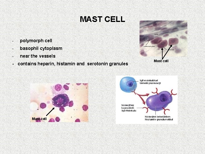MAST CELL - polymorph cell - basophil cytoplasm - near the vessels - contains